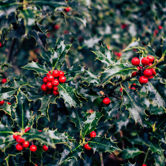 Mistletoe